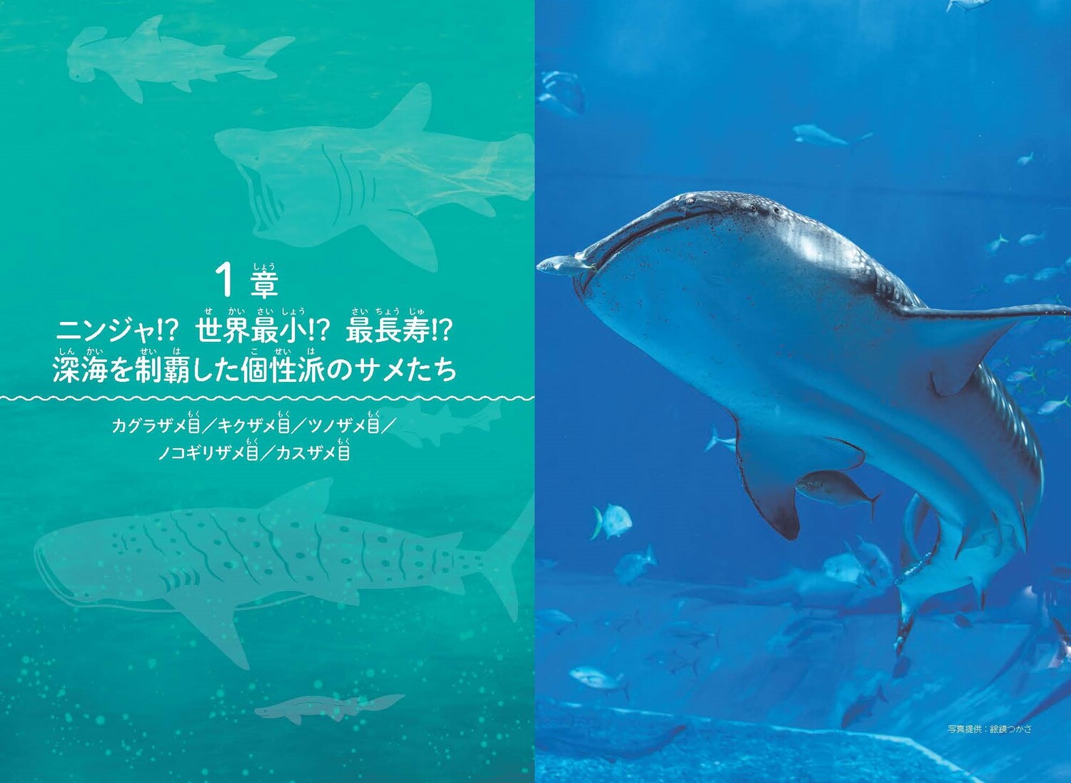 サメ子ページ Amazon | 2.4GHz「マリンシャークR/C」メジロザメ (サメ 鮫