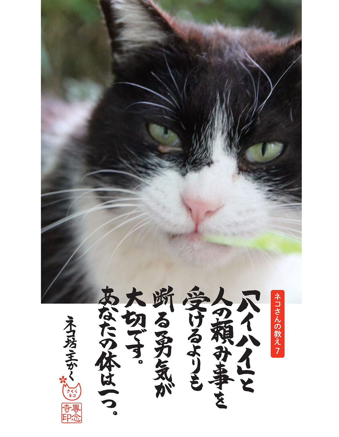 Amazon.co.jp: 絶盤 しんどい心が軽くなる 今日のネコさんの教え