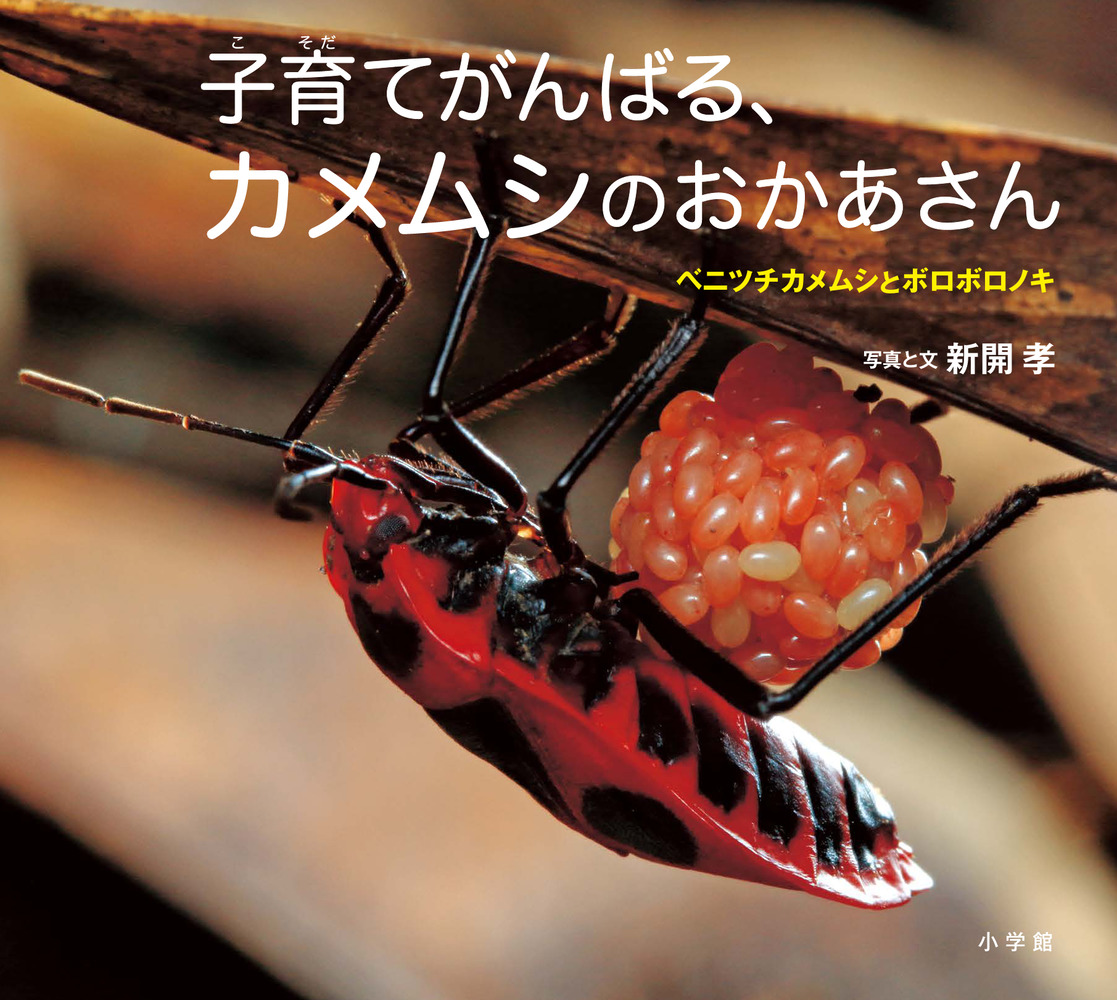 メイン画像