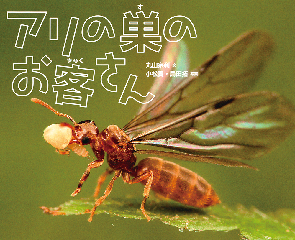メイン画像