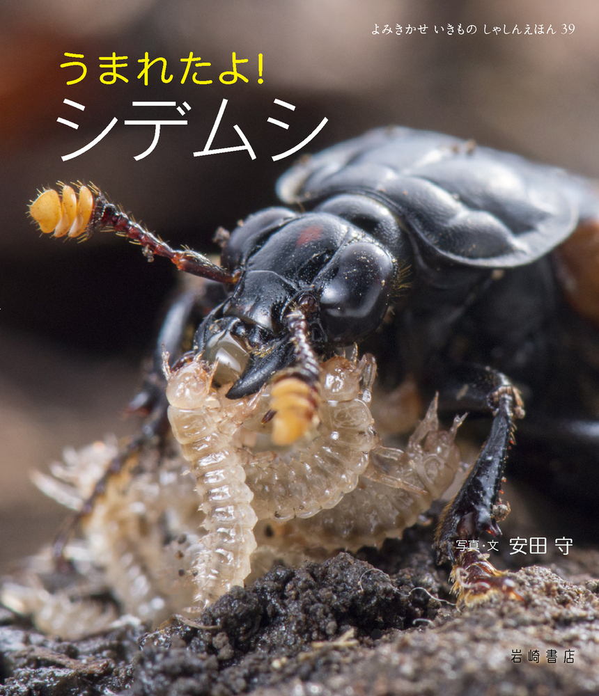 メイン画像