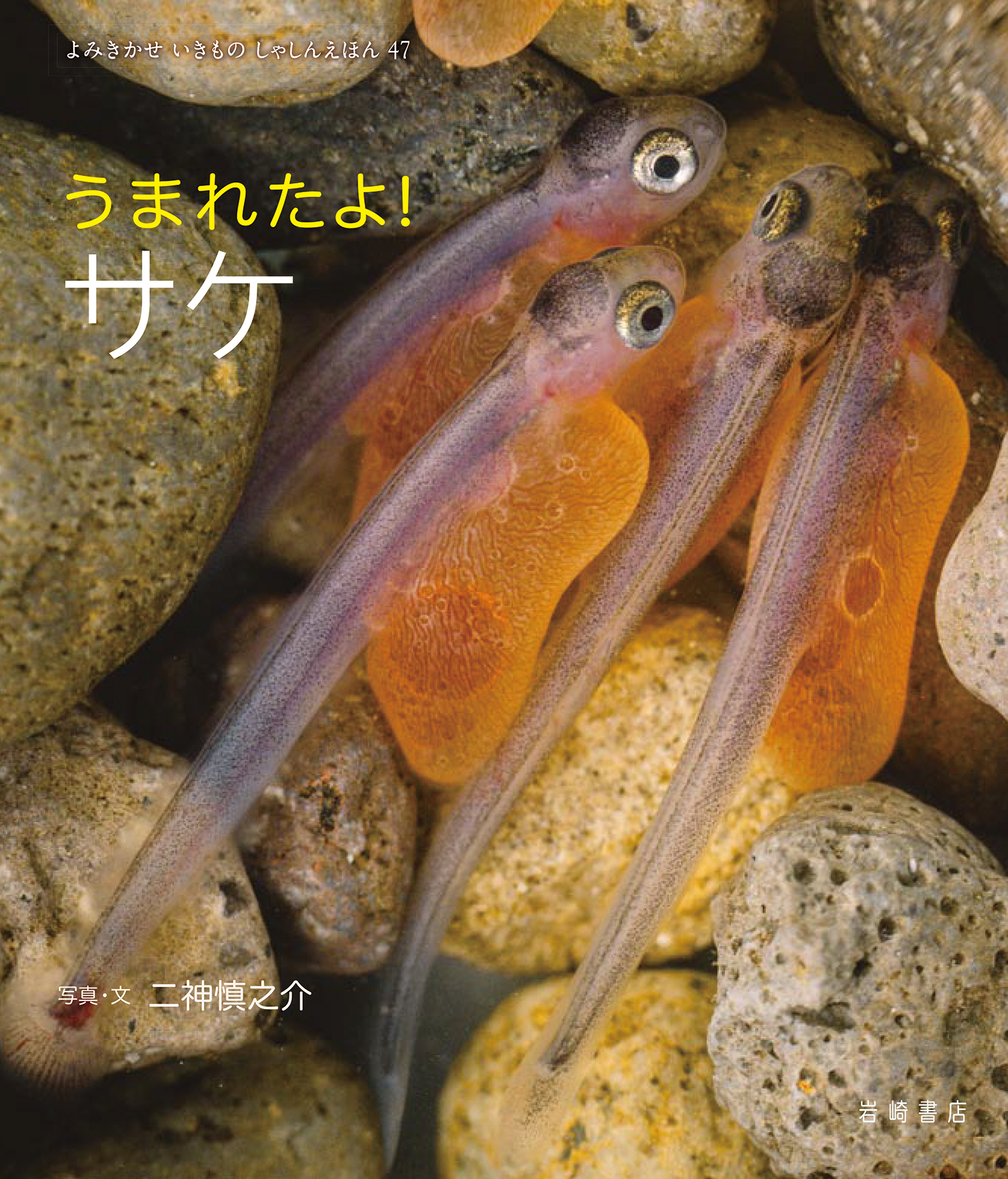 メイン画像