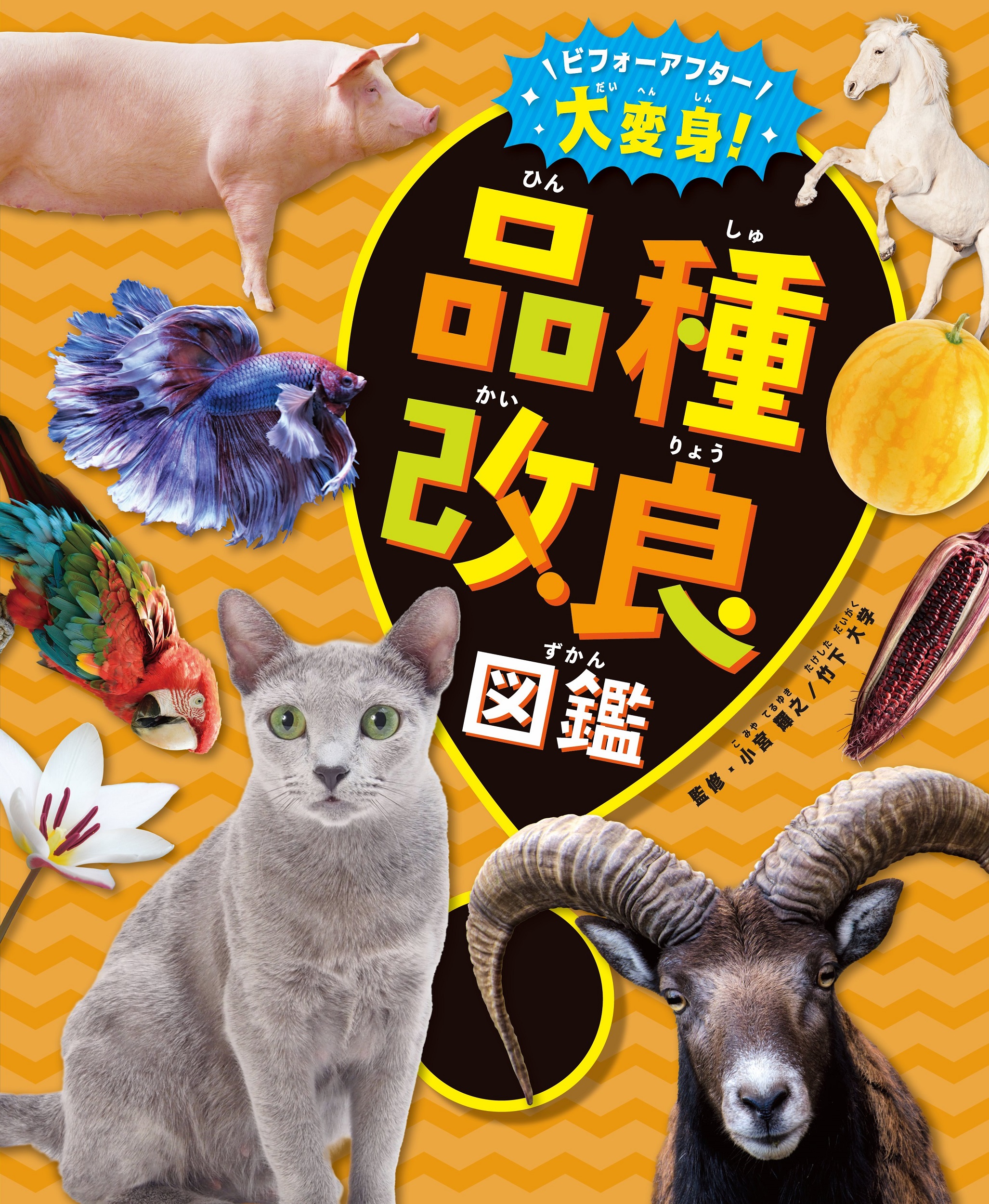 メイン画像