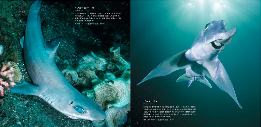 サムネイル画像5