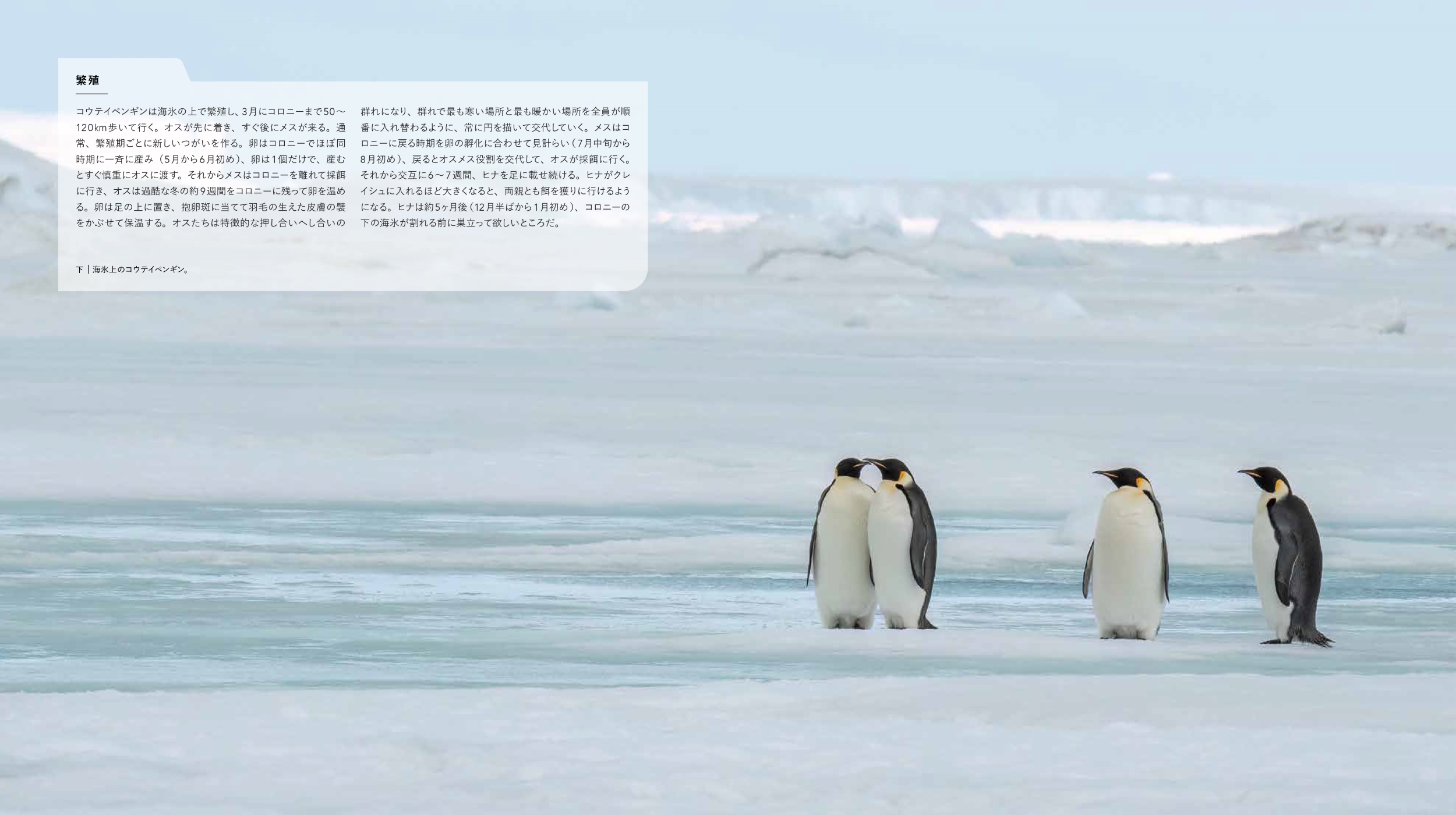 サムネイル画像4