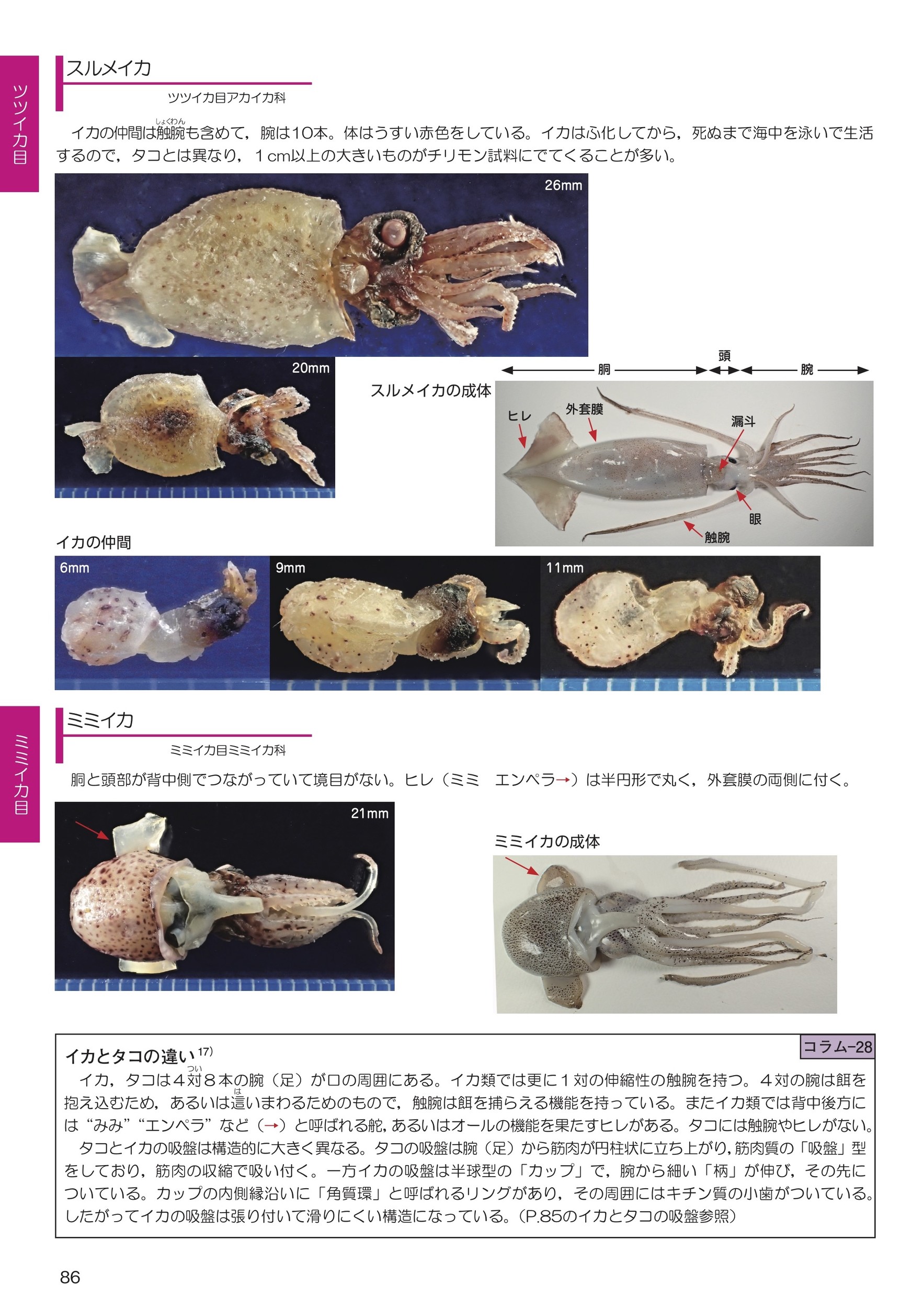 サムネイル画像4