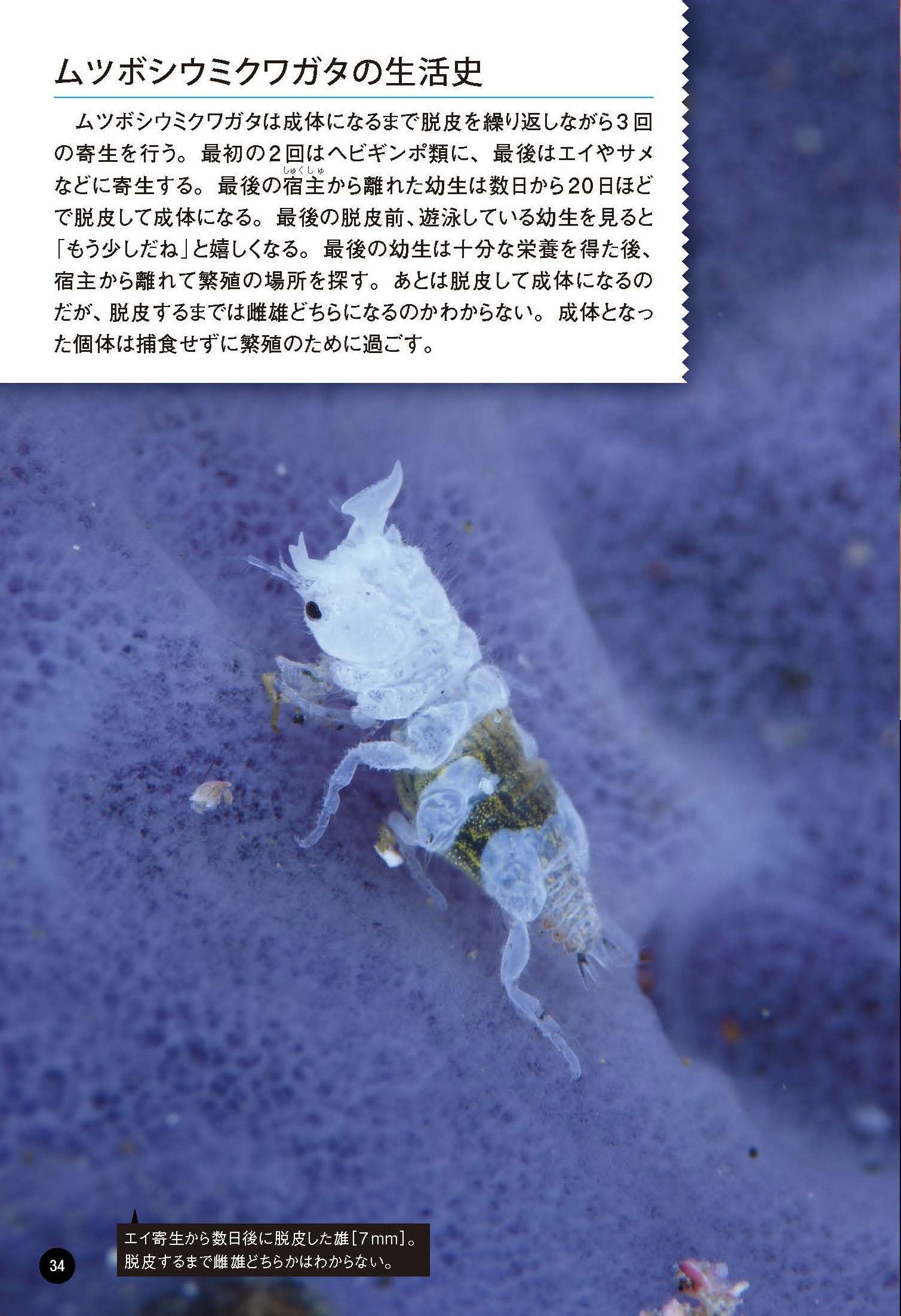 サムネイル画像4