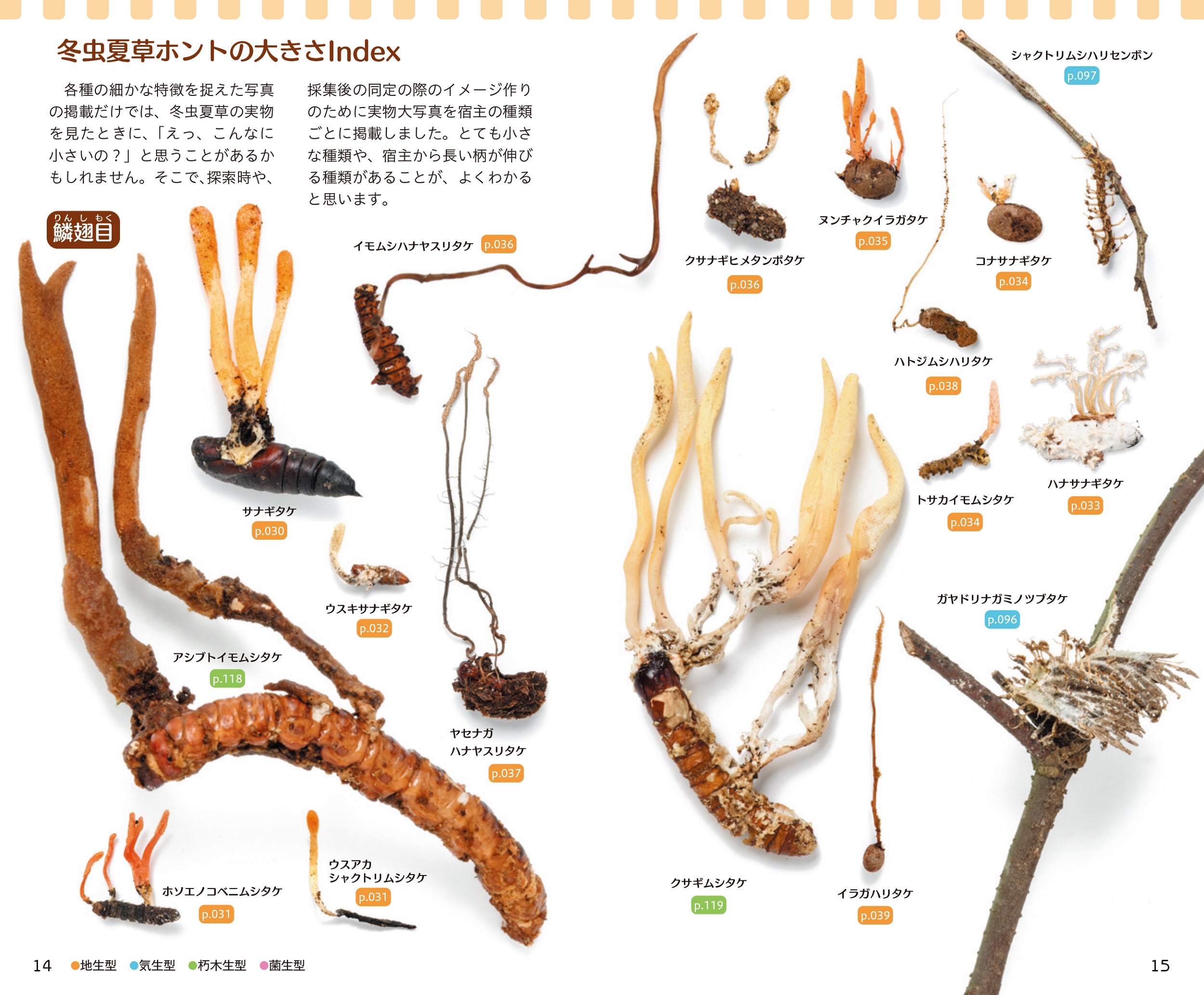 サムネイル画像2
