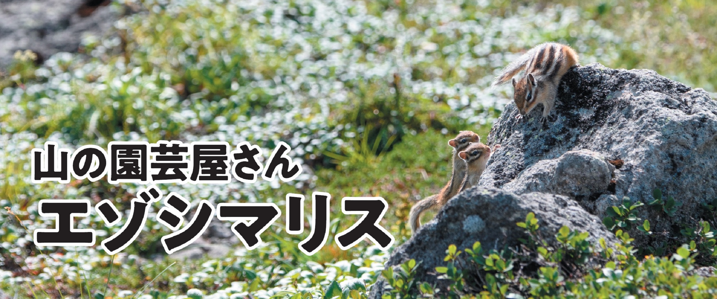 サムネイル画像1