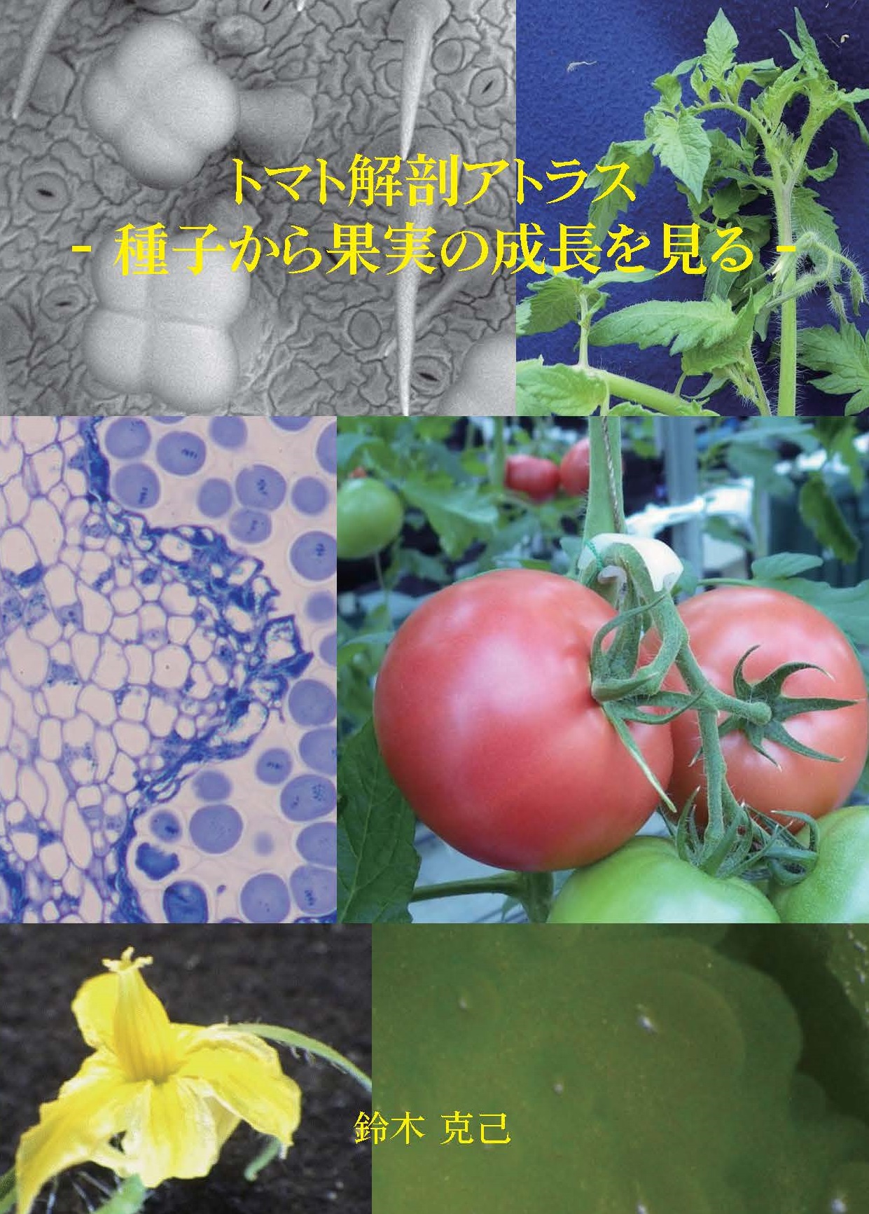 メイン画像