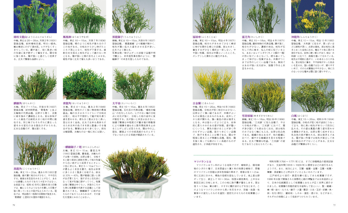 サムネイル画像5