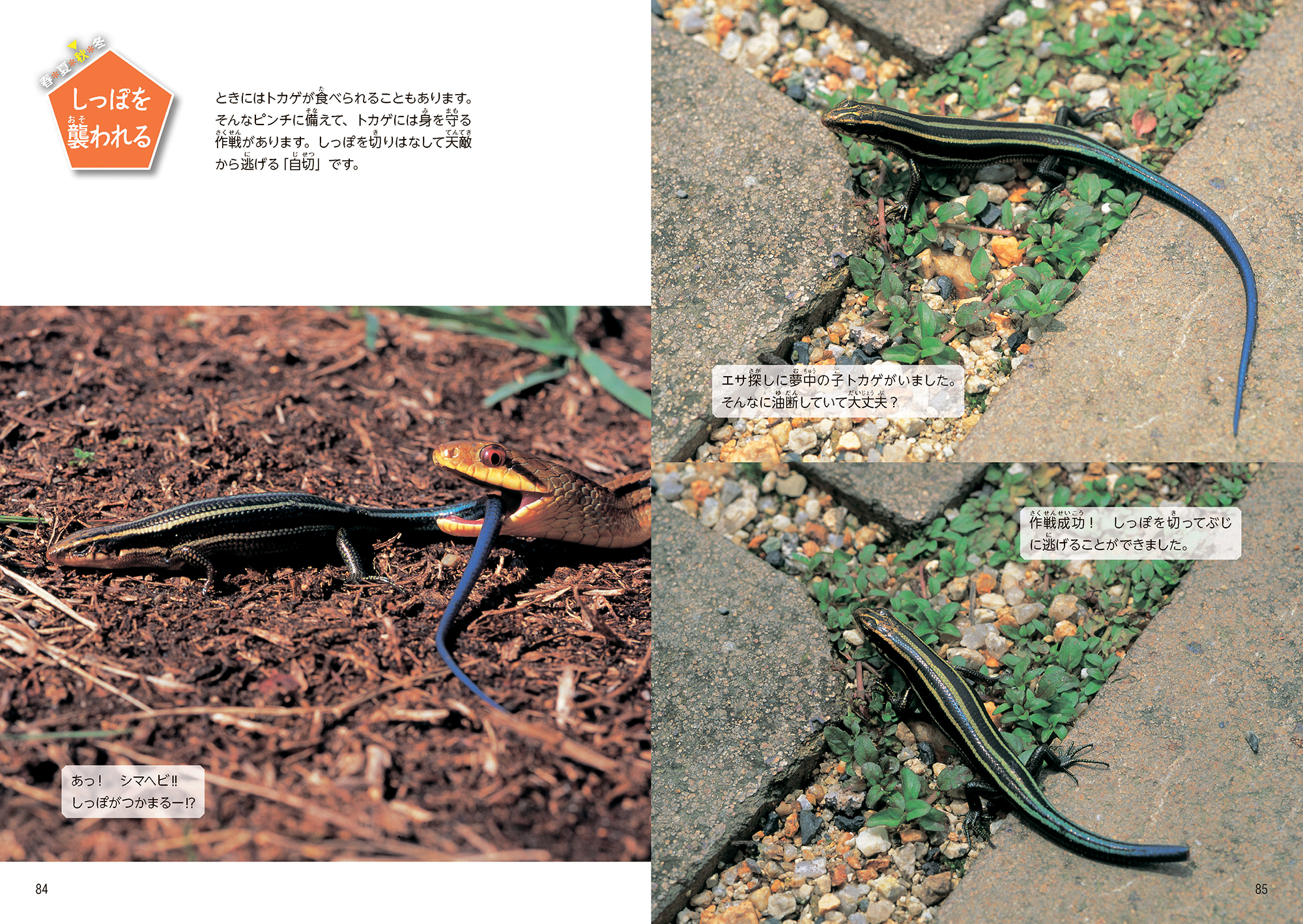 サムネイル画像4