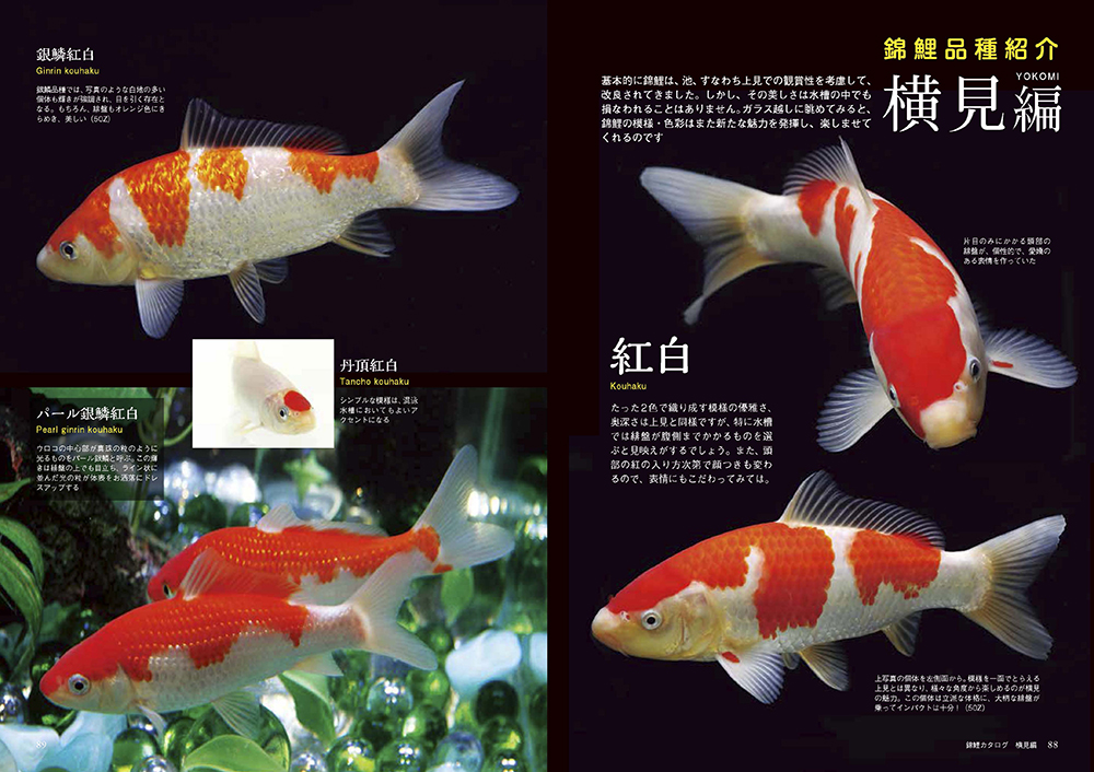 サムネイル画像4