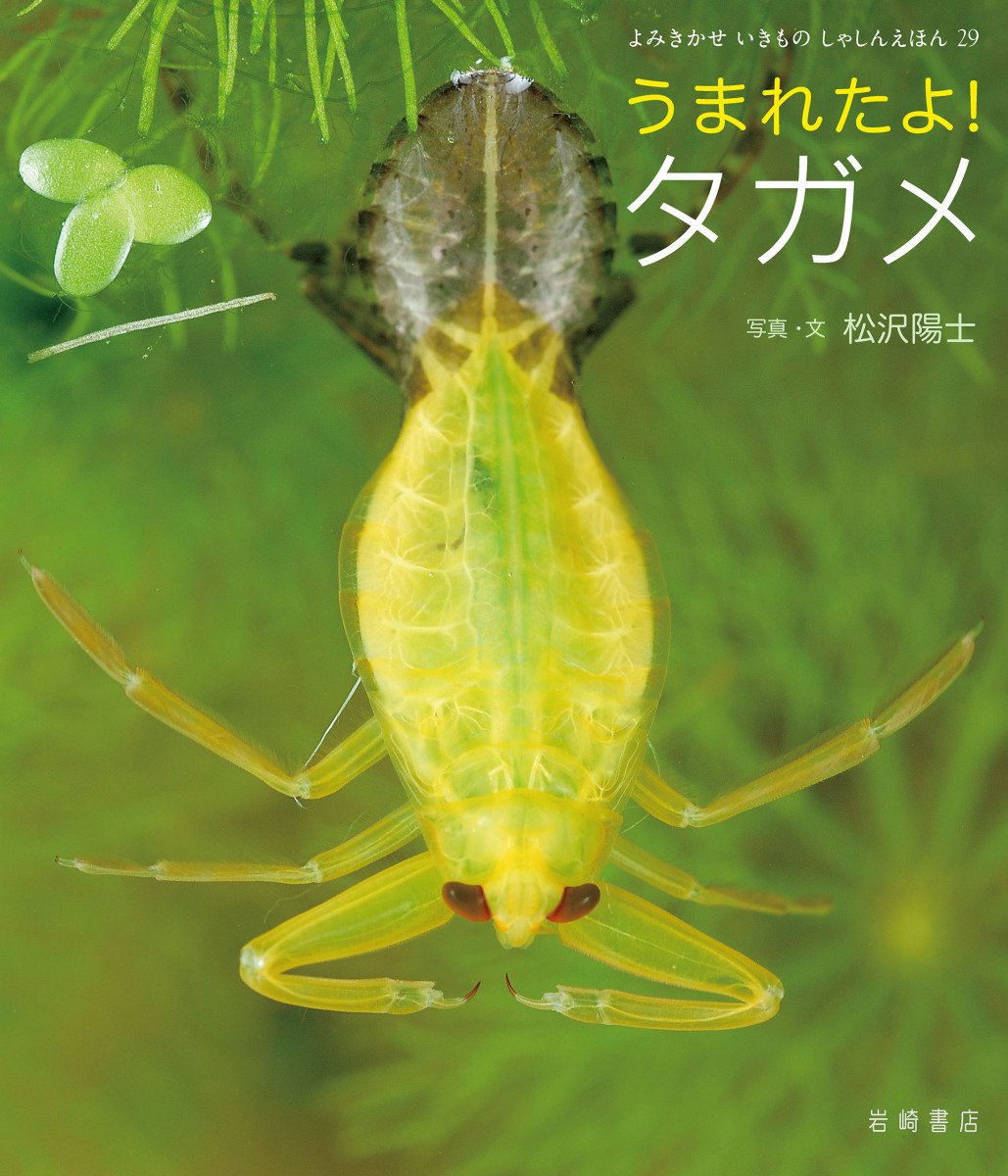 メイン画像