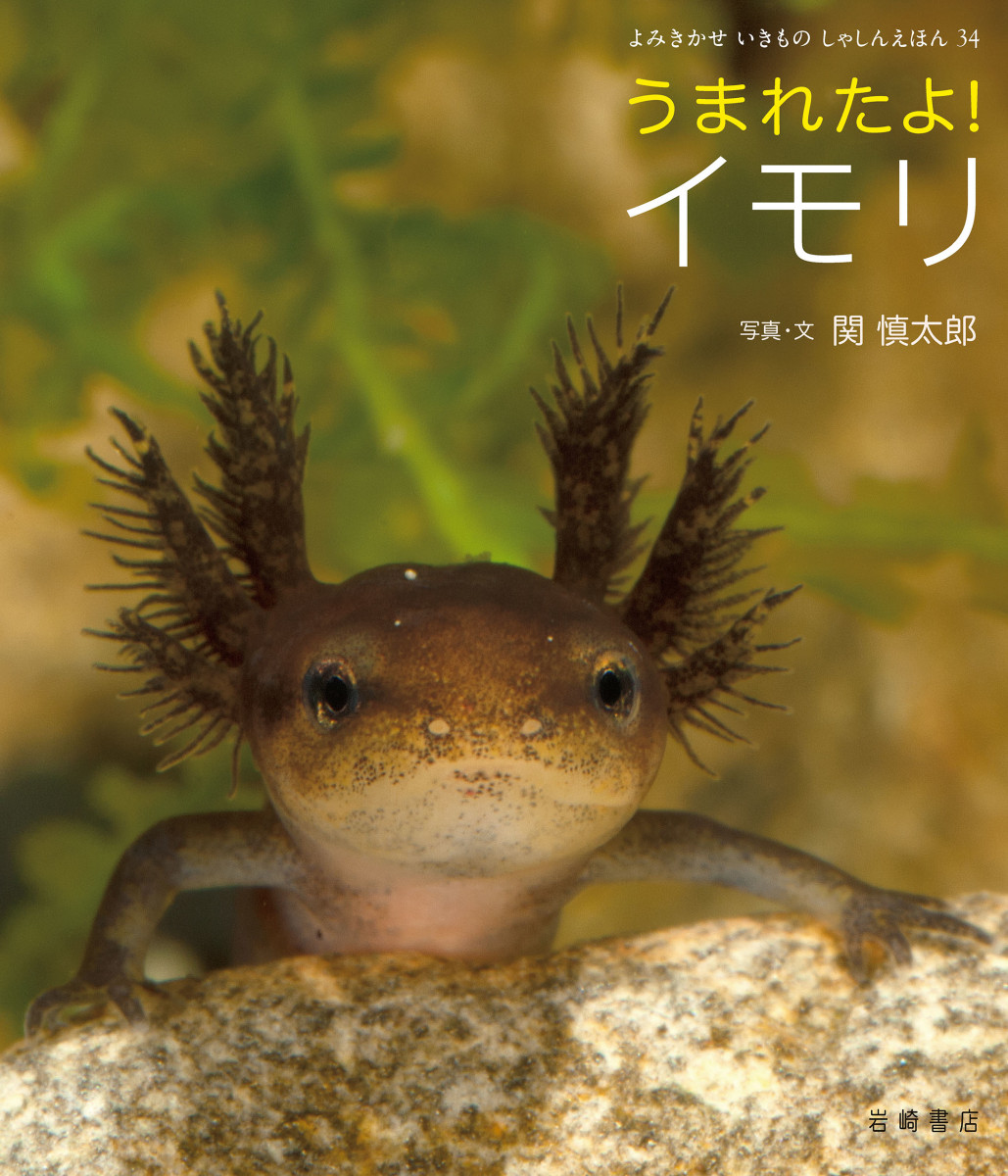 メイン画像