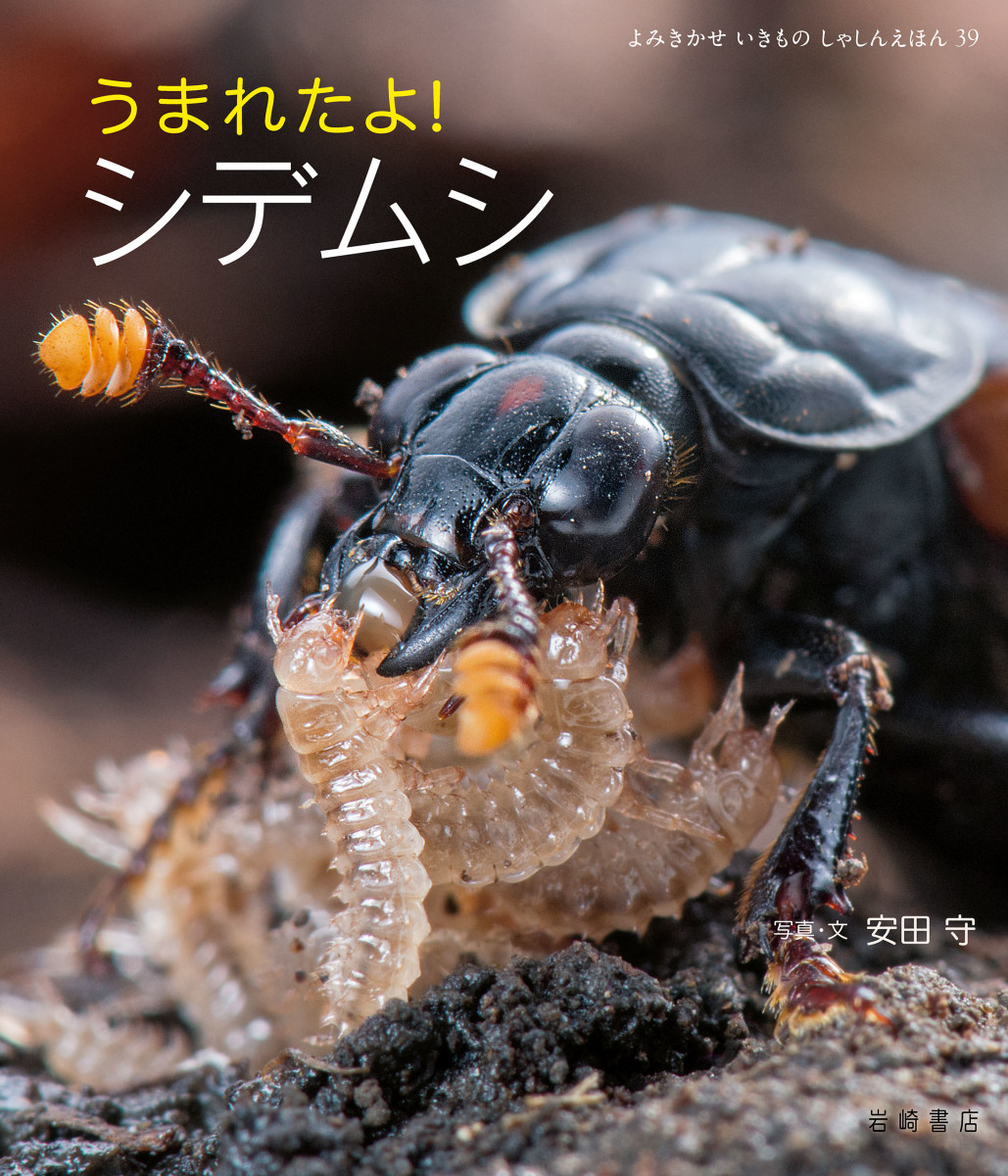 メイン画像