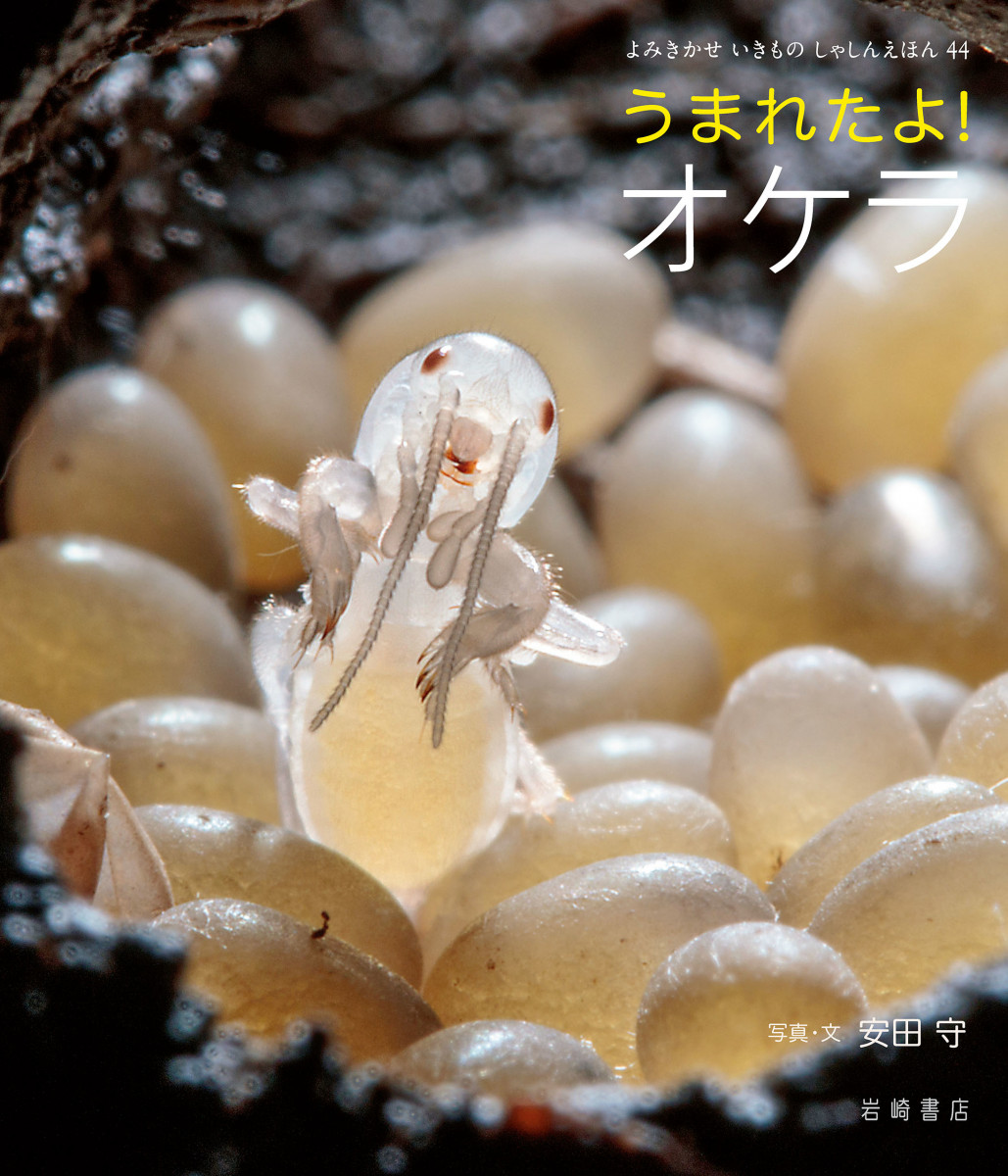 メイン画像