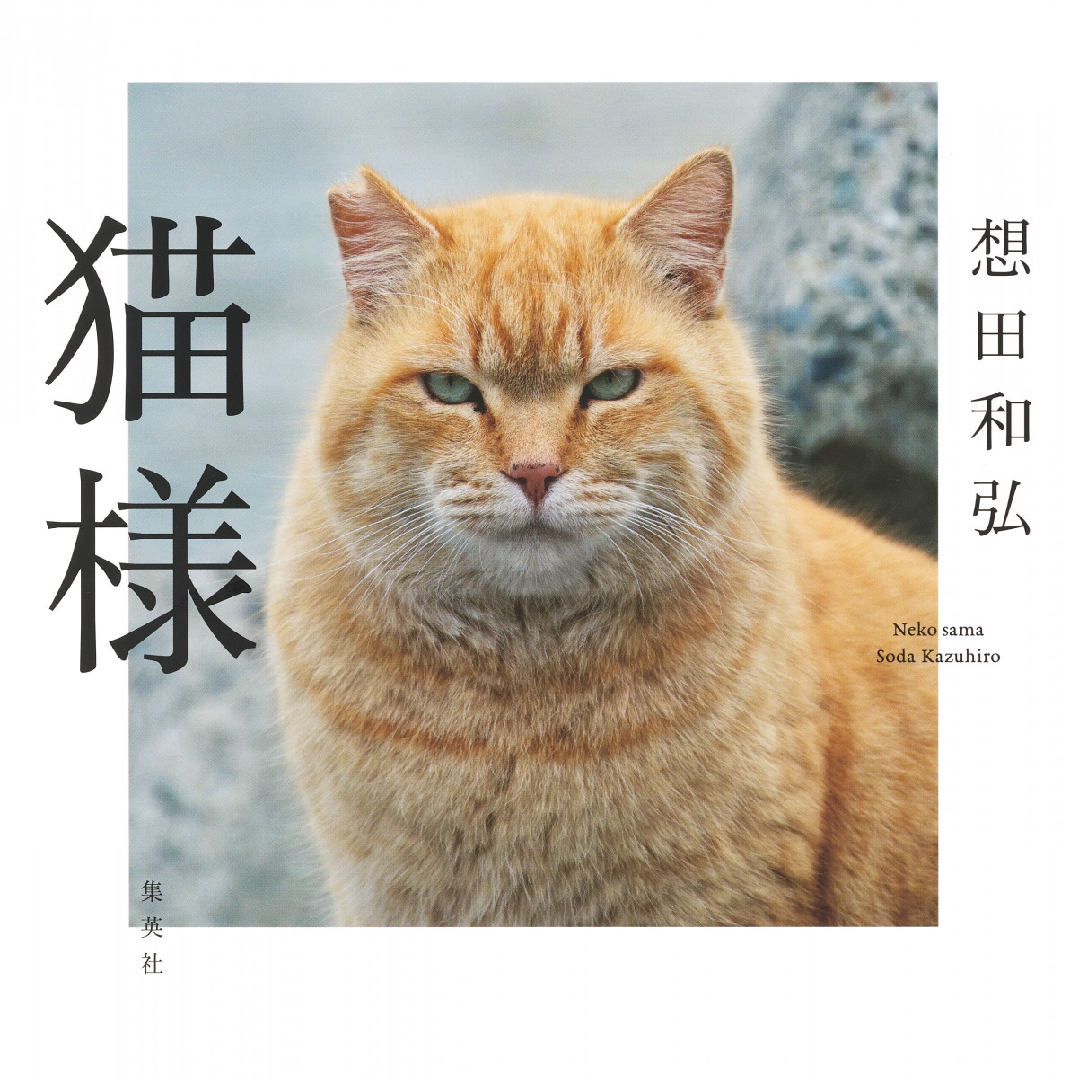 メイン画像
