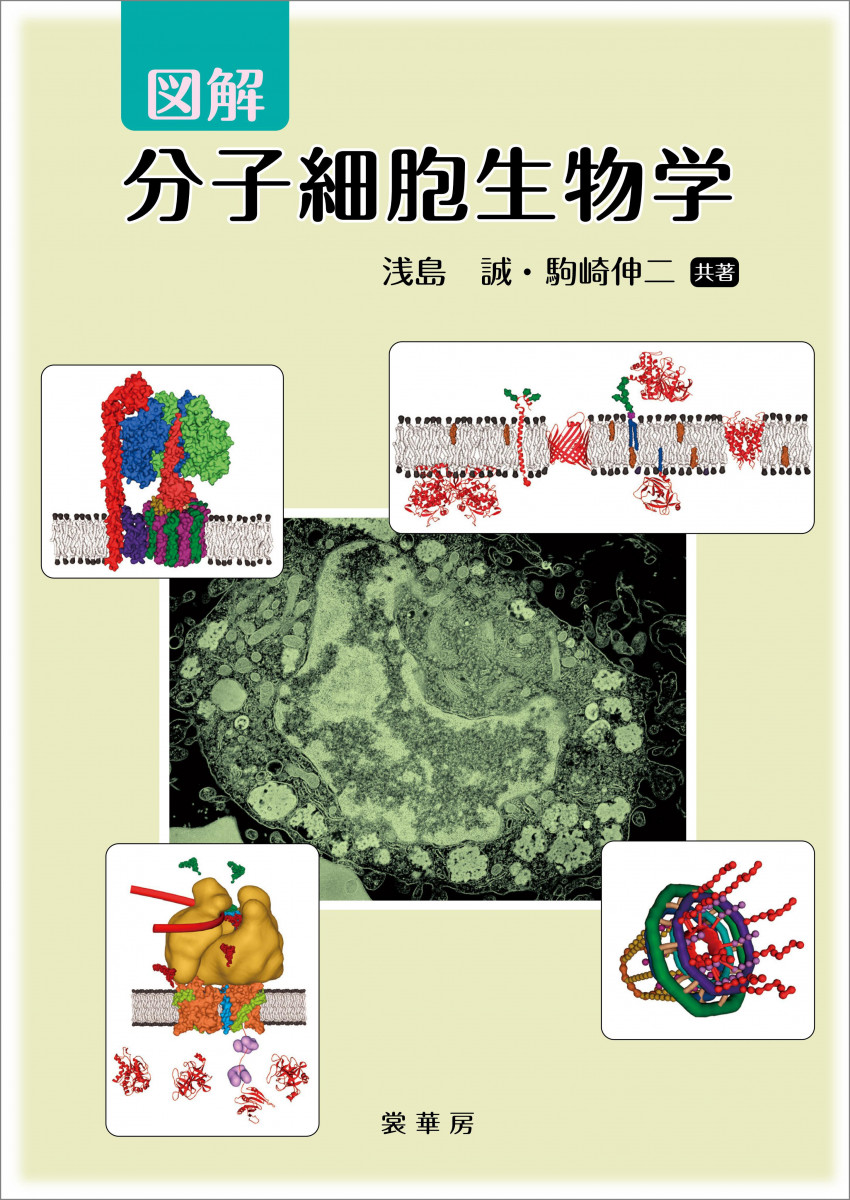 図解 分子細胞生物学の商品画像