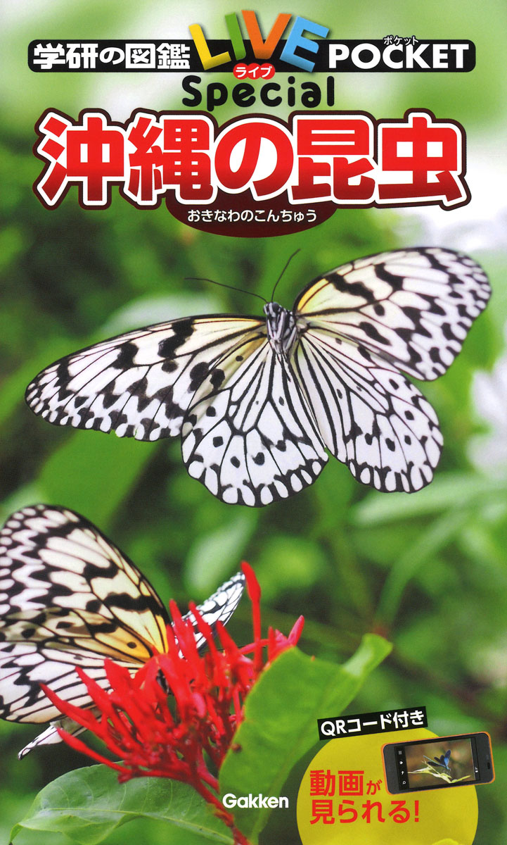沖縄の昆虫の商品画像