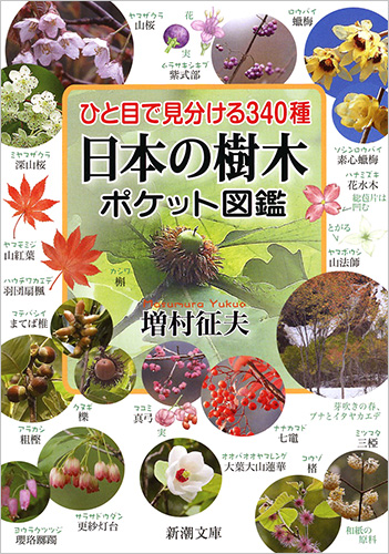 ひと目で見分ける340種　日本の樹木ポケット図鑑の商品画像