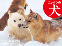 ニッポンの犬　2020年カレンダーの商品画像