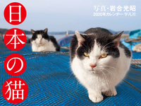 日本の猫　2020年カレンダーの商品画像