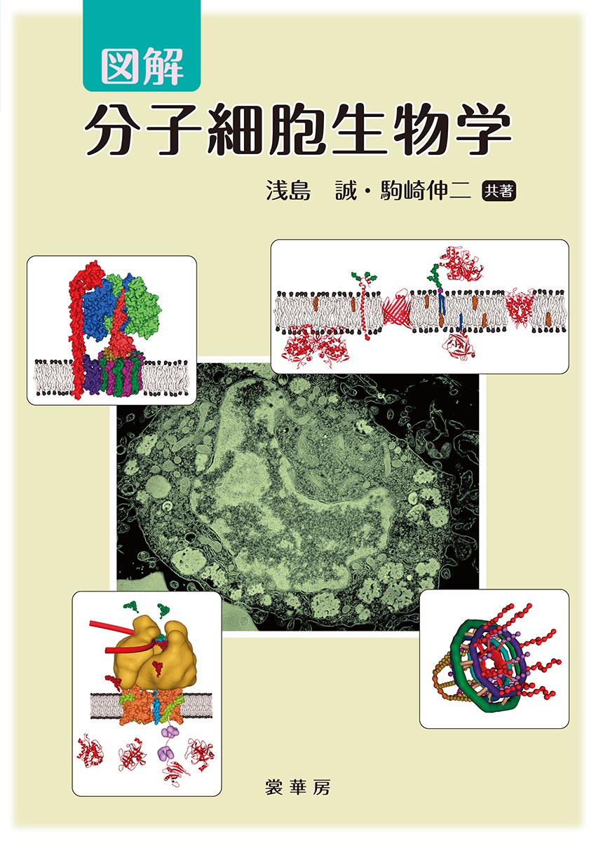 図解　分子細胞生物学の商品画像