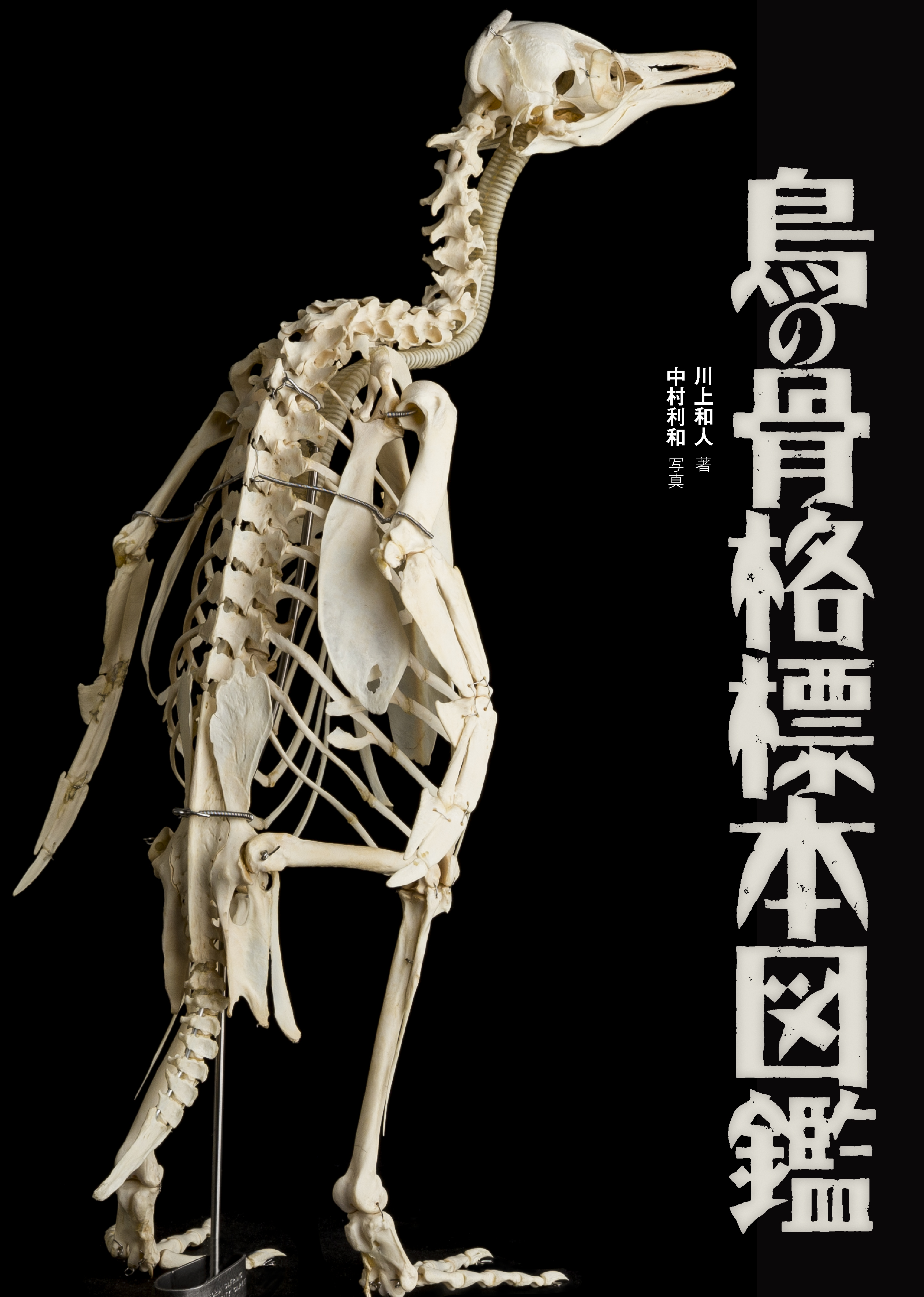 鳥の骨格標本図鑑の商品画像