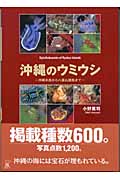 沖縄のウミウシの商品画像